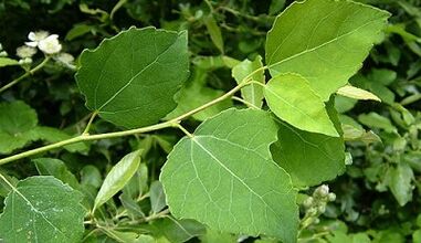 Aspens hroniska prostatīta ārstēšanai