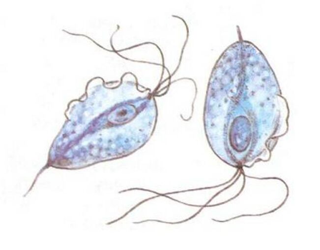 Trichomonas prostatīta izraisītāji