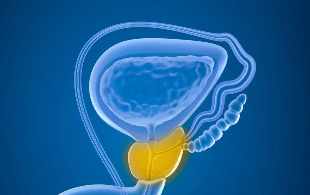 Prostata